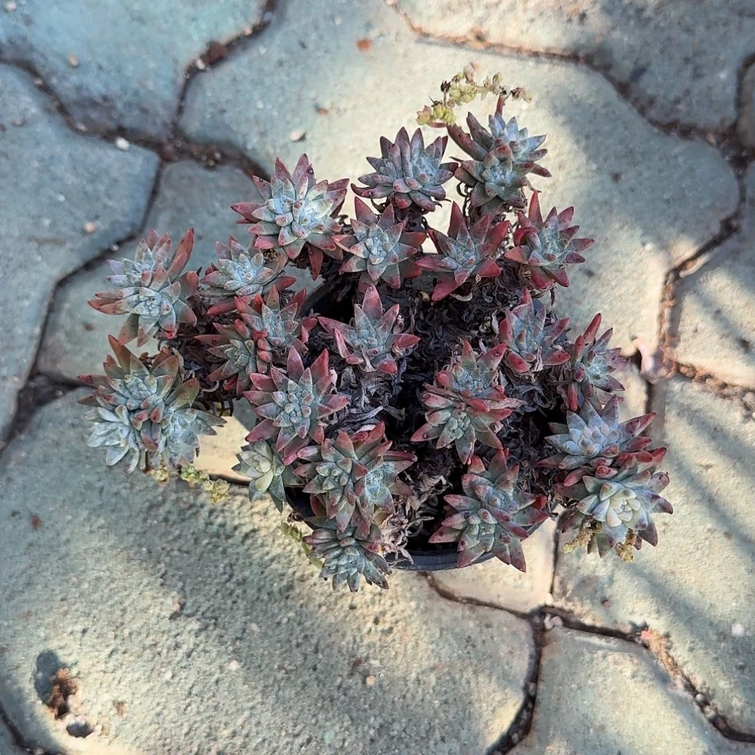 白菊老庄多肉以后