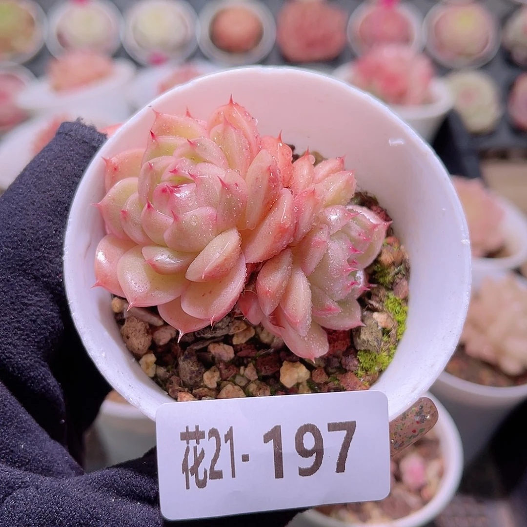 花利美21-197海王双头