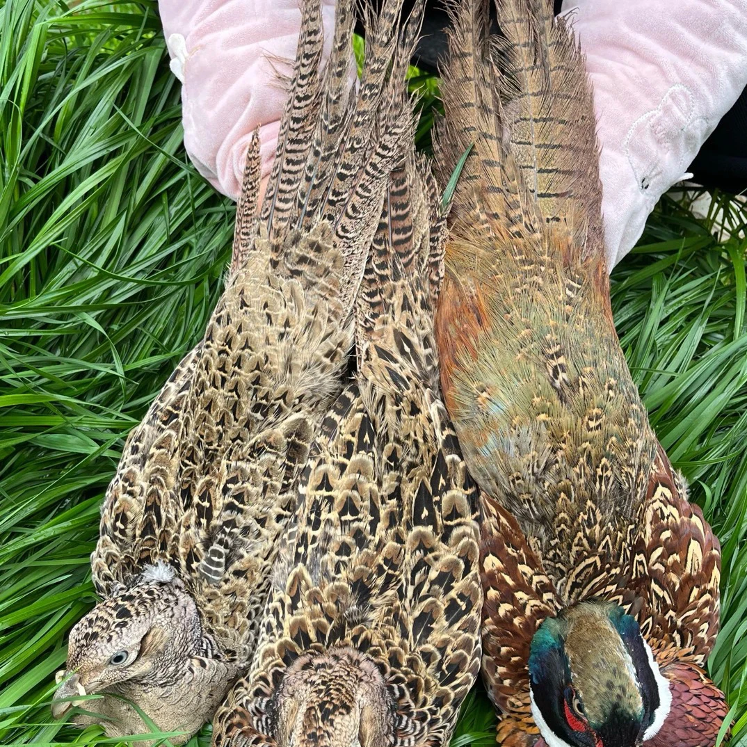 「1公2母」到手三只  新鲜到家 包冰率不含冰