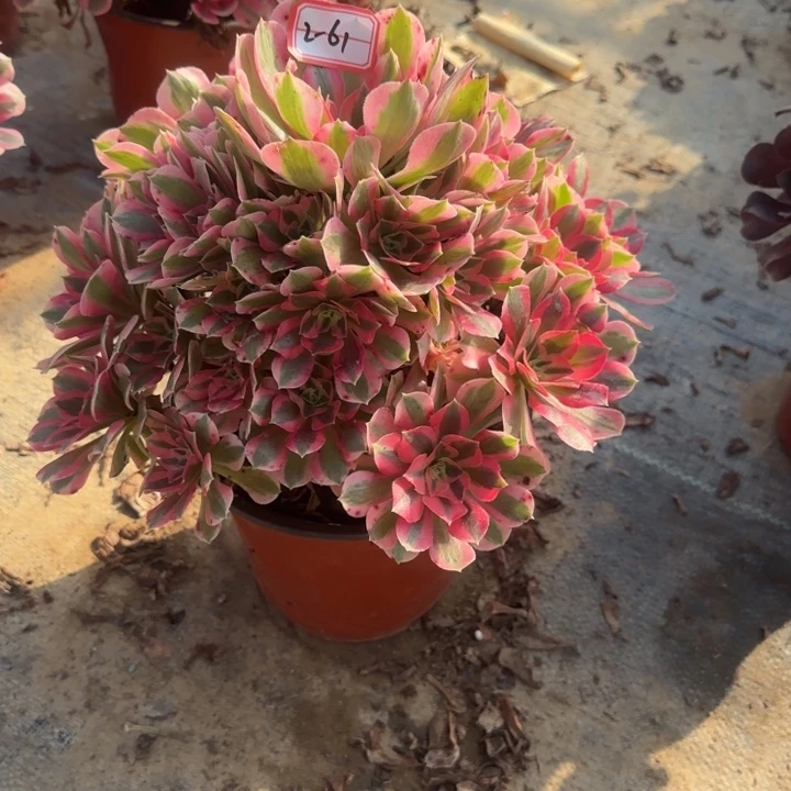 2-61女巫多肉不包售后