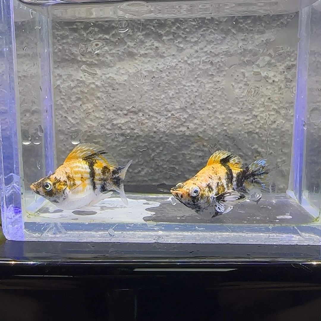 黑玛丽鱼小老虎玛丽。55号