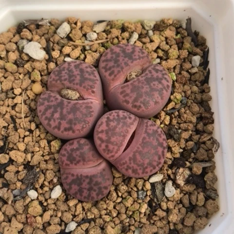 多肉肉锥 岛田紫柘榴