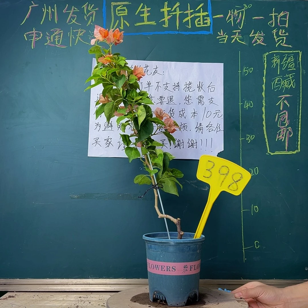 当前无花栽培后可以开花   60cm落日 一枝独秀 398