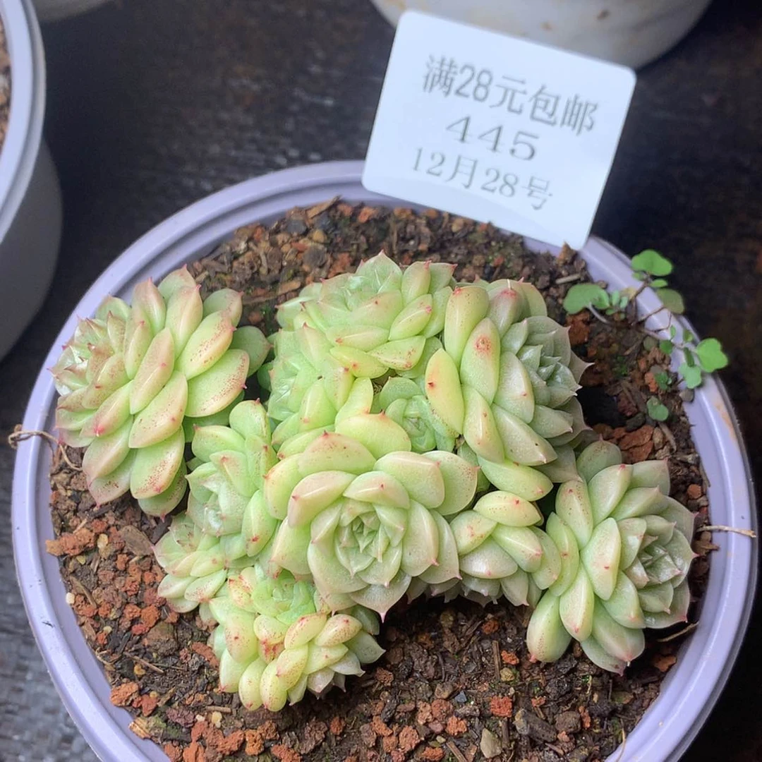 【闪购商品】云445号