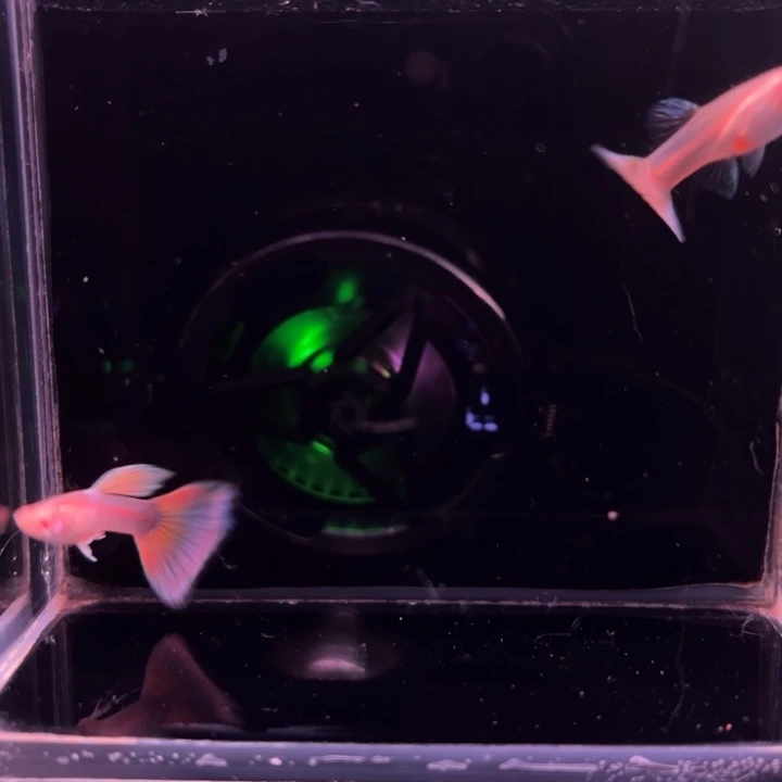 孔雀鱼半月尾琥珀1对