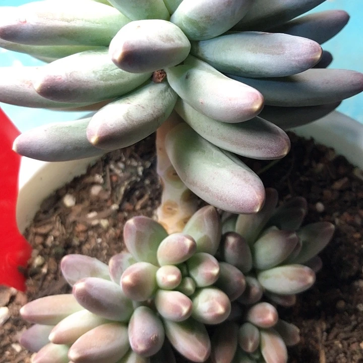 远*51////////////////////