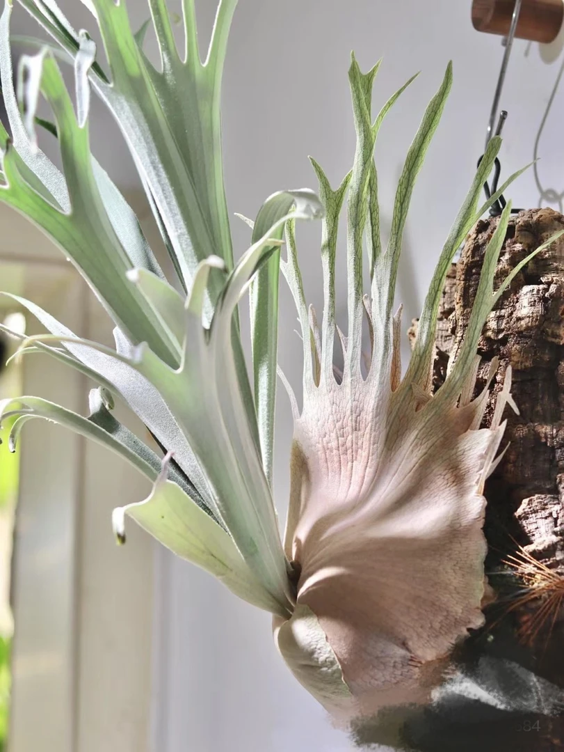 鹿角蕨新奇特绿植盆栽Veitchill Wild 野银321