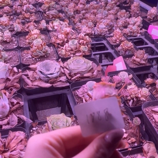 1888玫瑰玫瑰玫瑰玫瑰