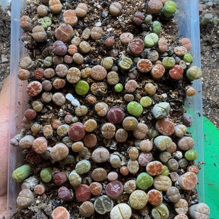春***鸣多肉植物的生长紫44