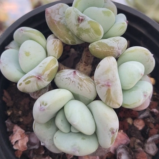 无花朵开心精品多肉盆栽