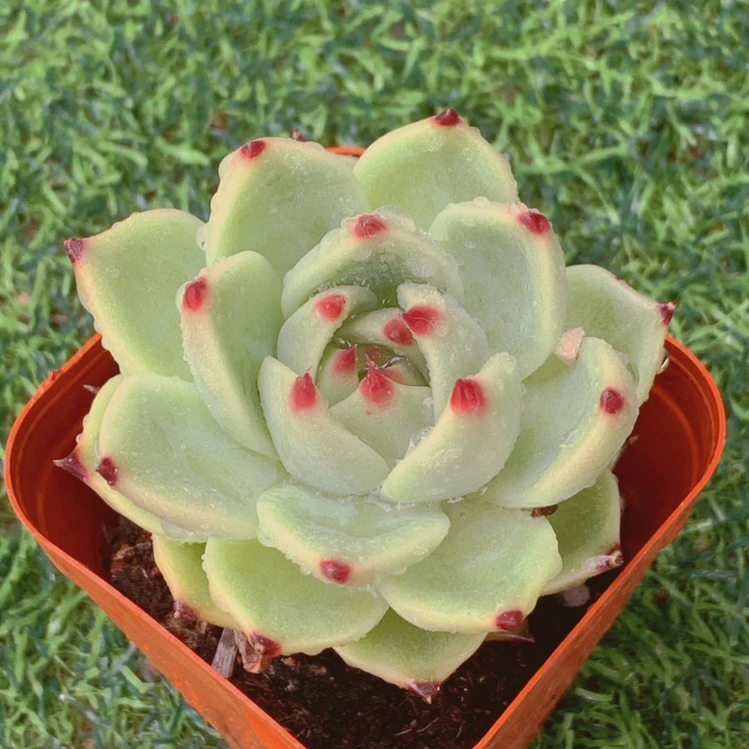 蓝龙单头4-6CM【花界草堂】精品多肉阳台盆栽新手易养一单包邮