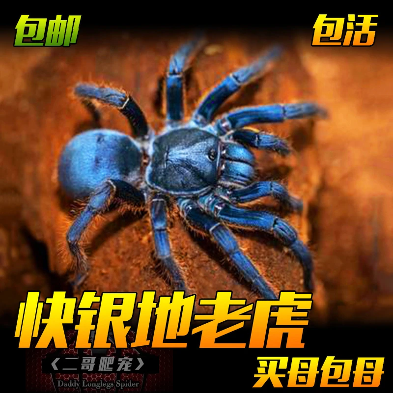 快银地老虎蜘蛛越南凶猛巨型地老虎宠物蜘蛛活体