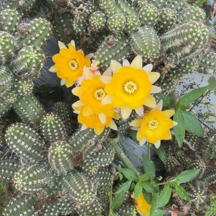 白檀仙人掌侧芽一个301