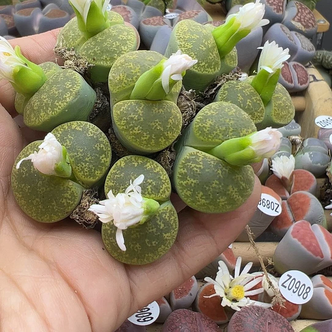 923再来一手4颗111111111