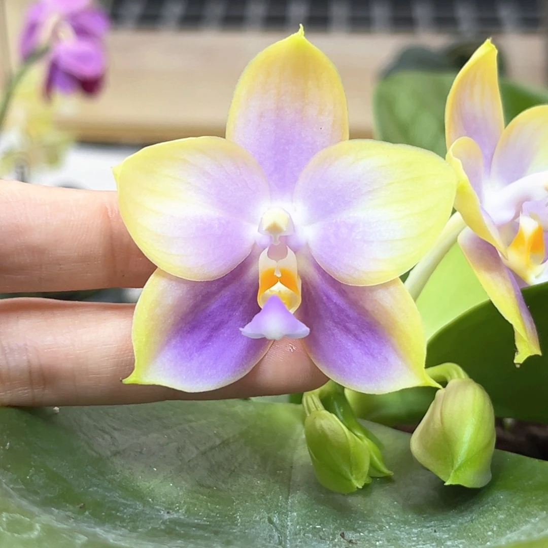 完全开放4寸蓝贝交白虎开花株