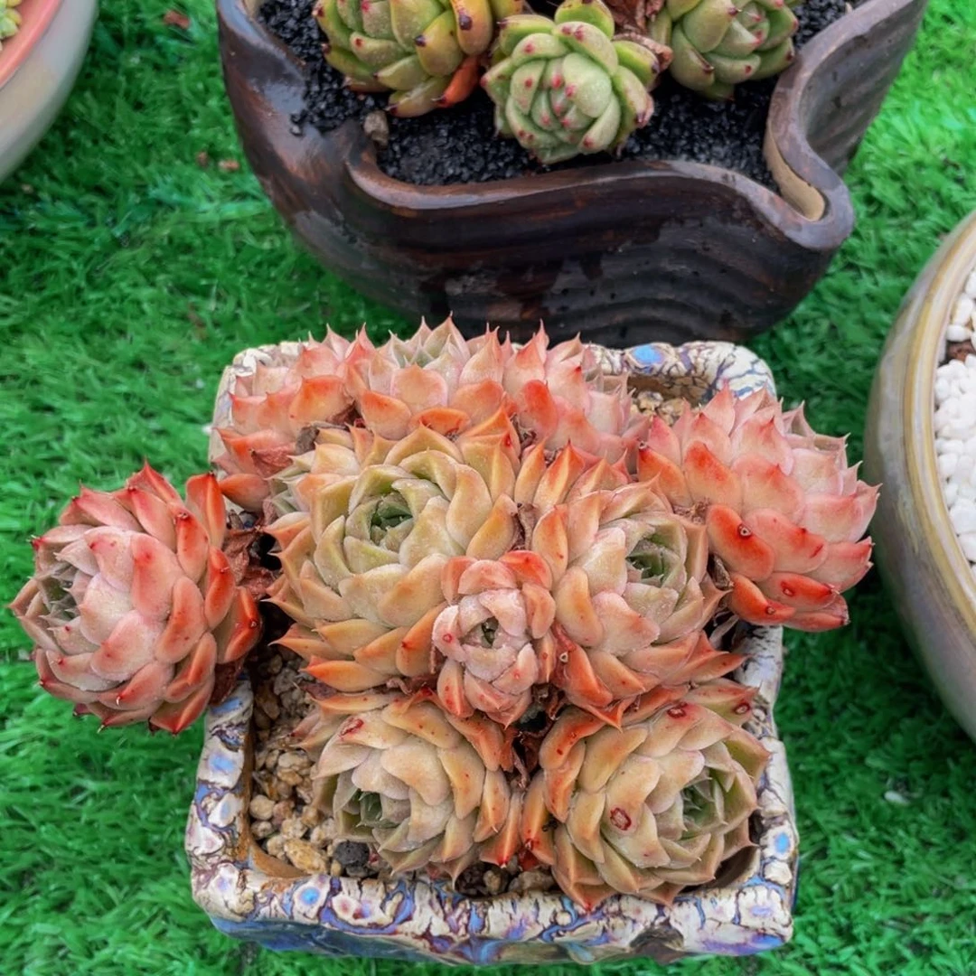 多肉植物盆栽多肉植物