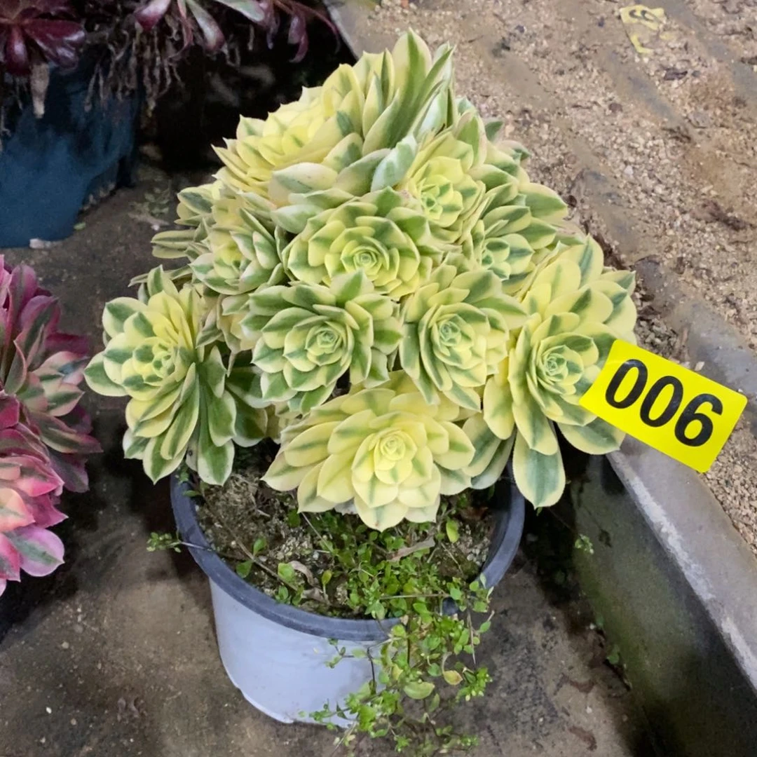 迈巴赫多肉法师006