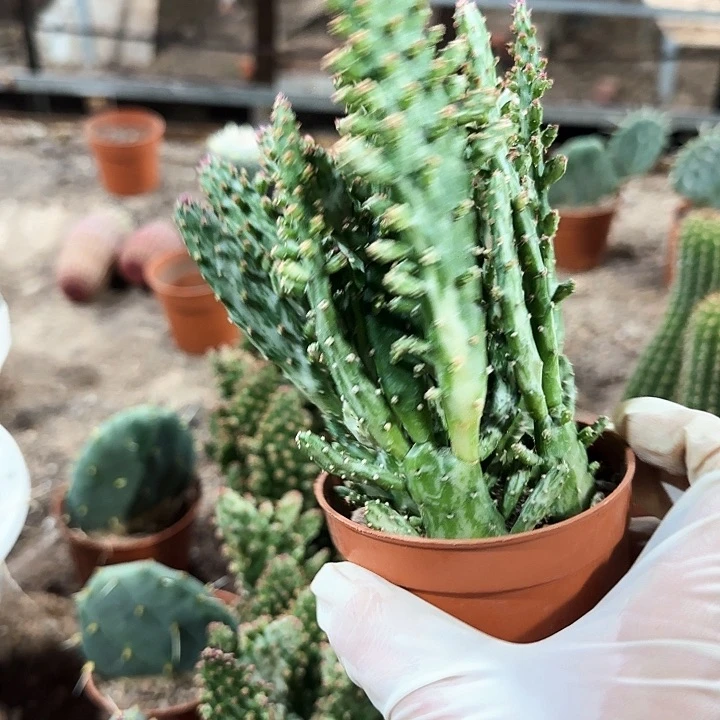 彩扇锦1111111111111