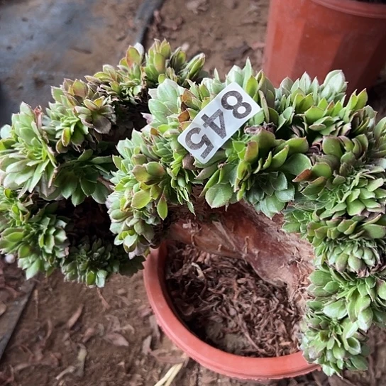 森***频多肉植物一个微瑕万追845