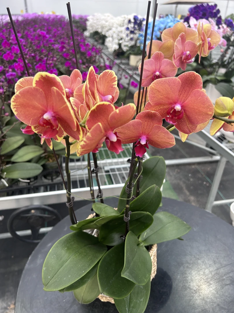 双剑金桔蝴蝶兰 花和花苞6-8个