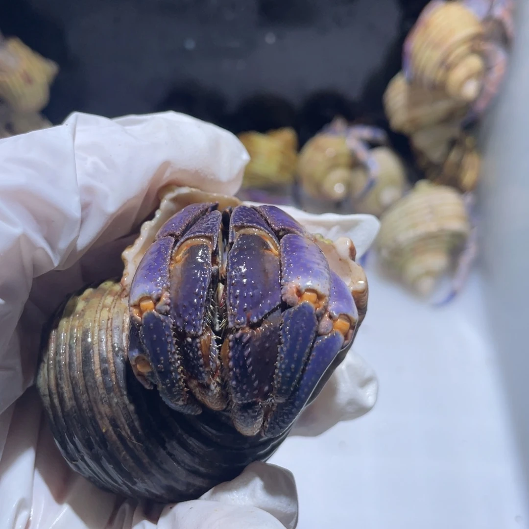 A11 紫陆3.3口再生尖尖