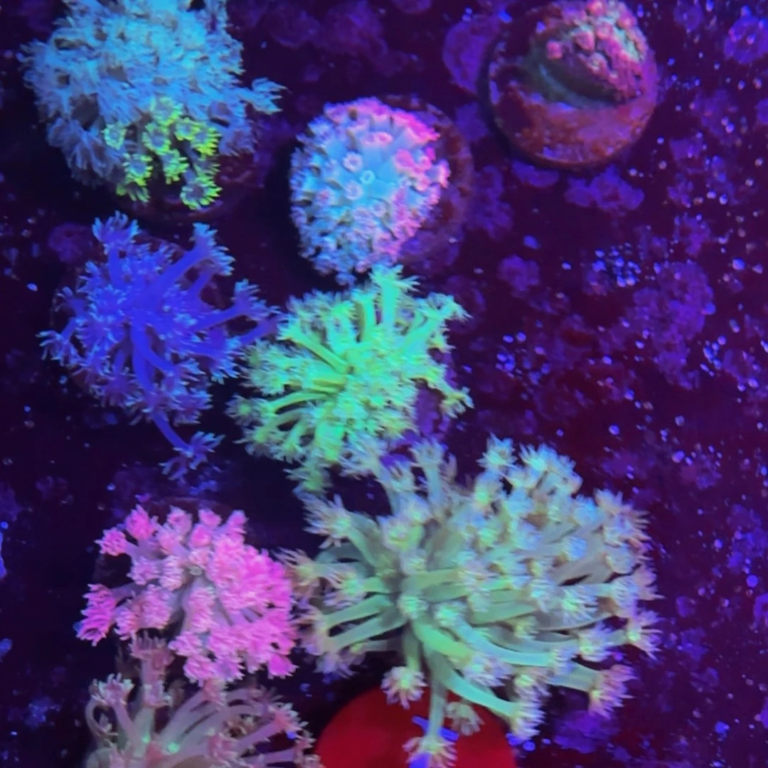 万鱼来朝海水观赏
