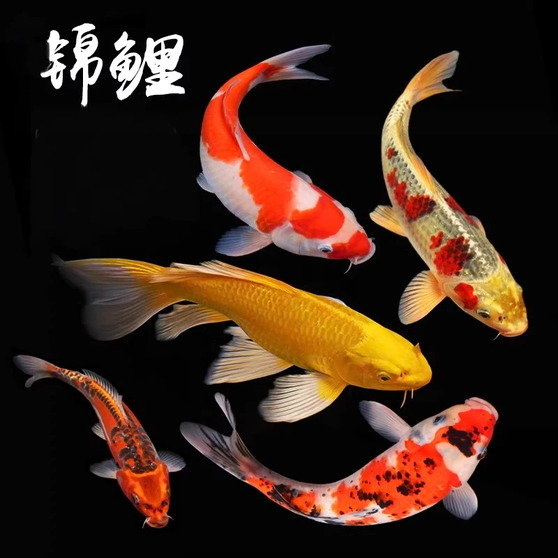 红白锦鲤冷水鱼观赏鱼直播链接一物一拍红白大正三色
