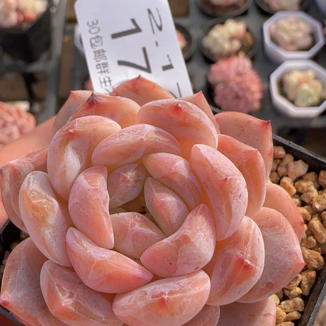 琥珀单头一颗脱土发货