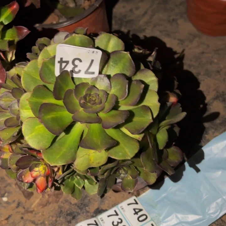 734海王七彩多肉植物不售后