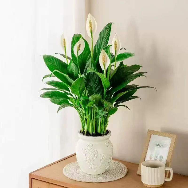 一帆风顺白掌盆栽带花苞送营养液花盆适合室内摆放