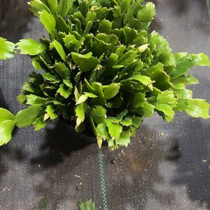 燕***当前无花栽培后可以开花