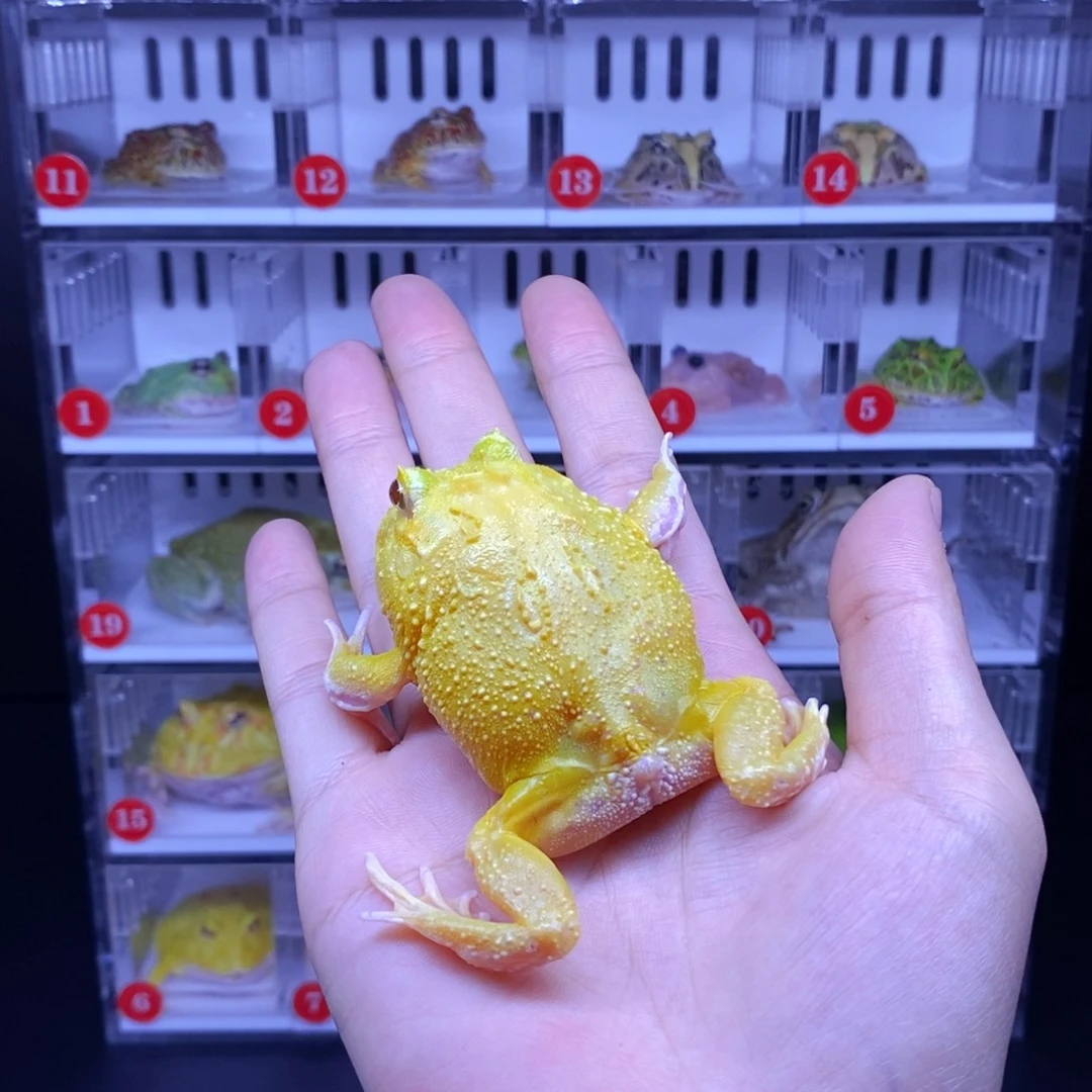 0***.角蛙角蛙3-10cm闪购专享链接微瑕