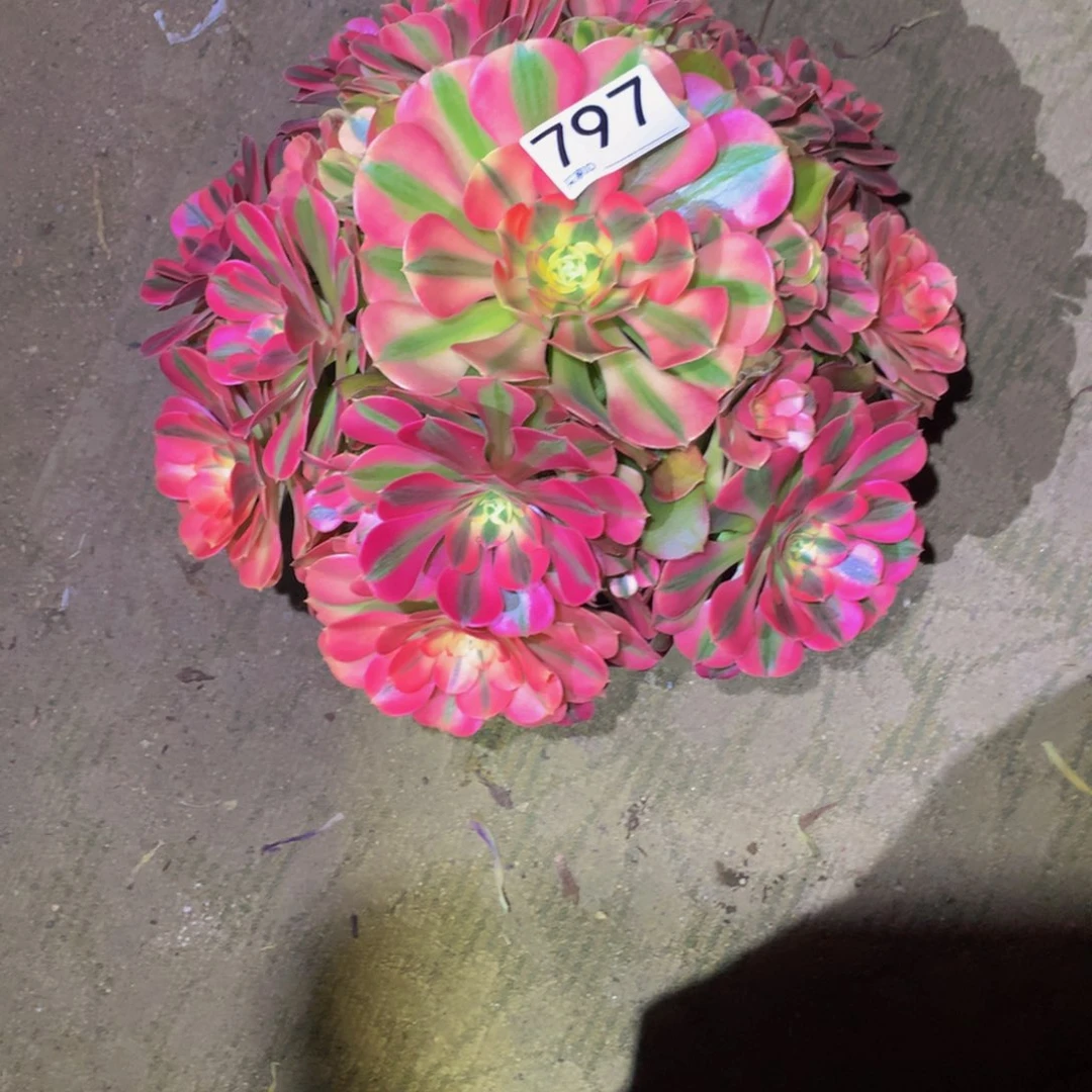 墨*法师多肉植物797
