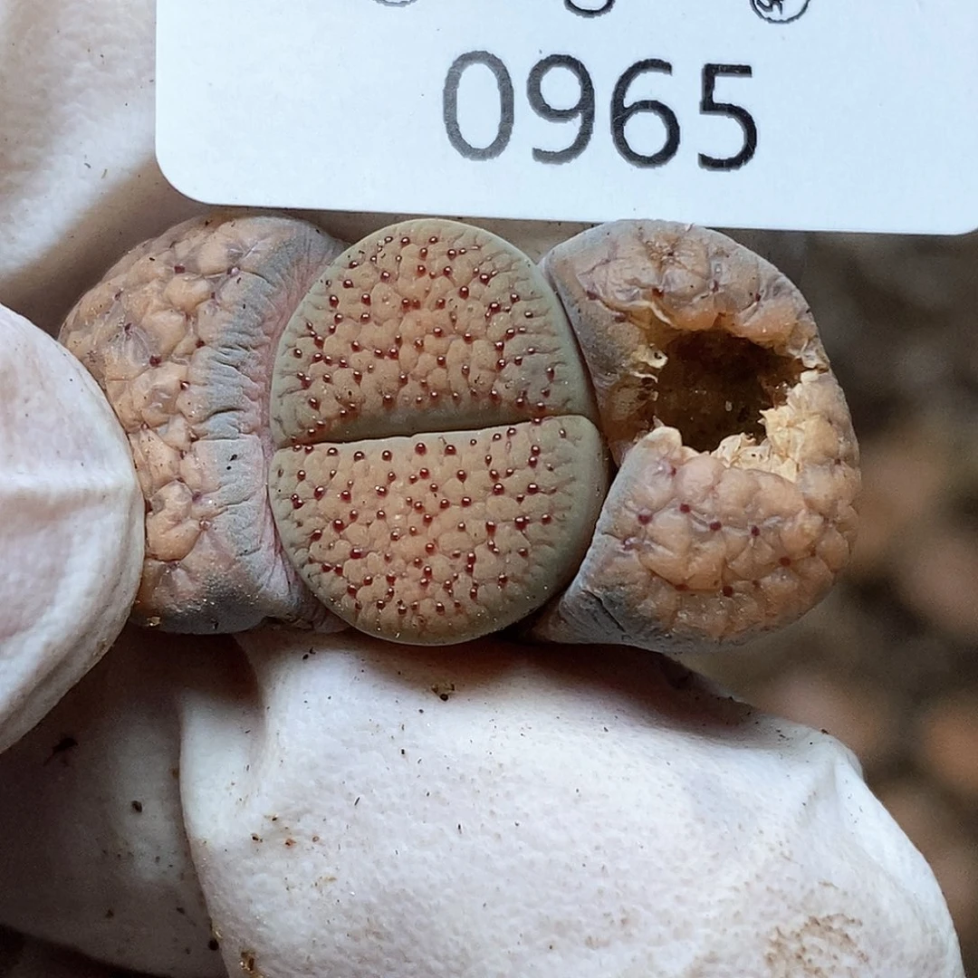 0965。零下拍保温。