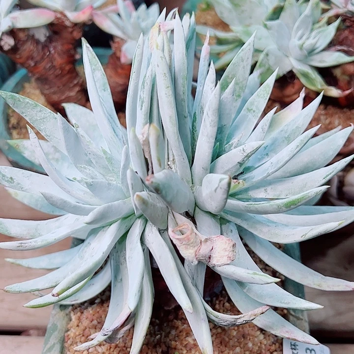 1603奴雪都怪怪的