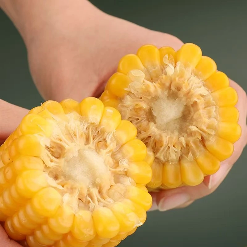 6根【糯玉米】新疆赛里木湖新鲜糯玉米1.6KG黄糯玉米新疆维吾尔自治区