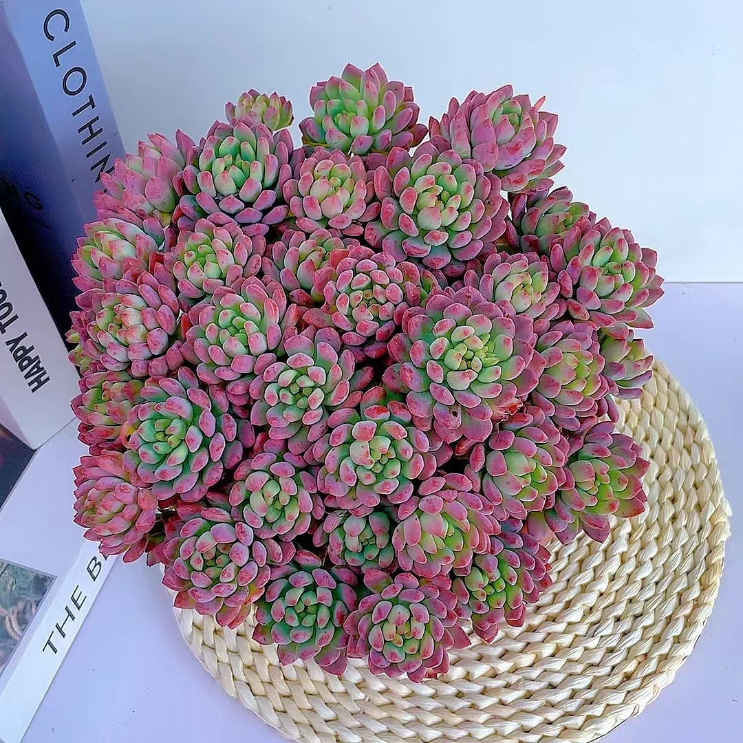 【七彩家  松果精灵 大蓝苹果 多肉植物】 新手好养 脱土发