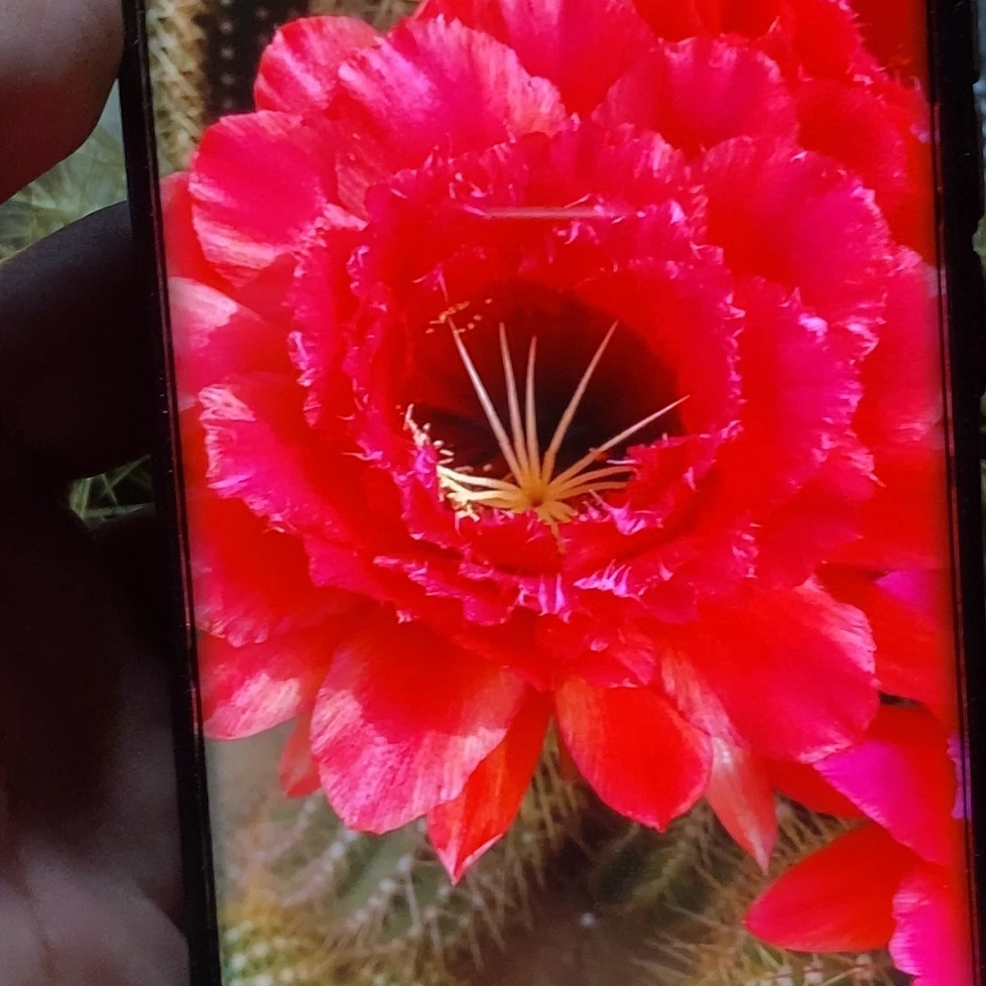 毛 梦幻女神侧芽 歪 20包邮5公分