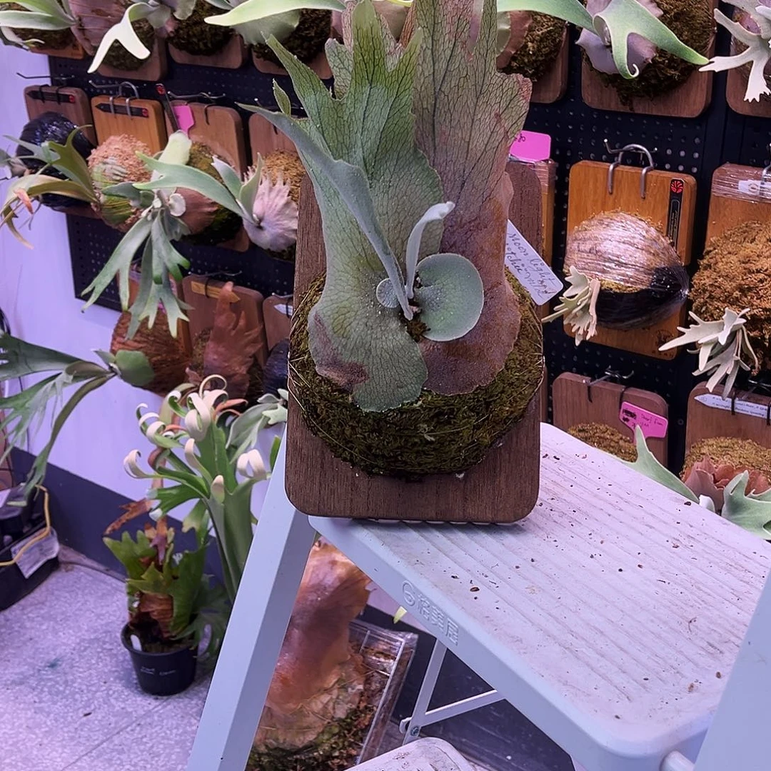 pn 月光 野银 鹿角蕨