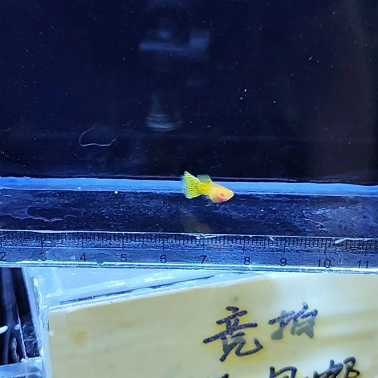 孔雀鱼5蕾丝玻璃猫白子一对