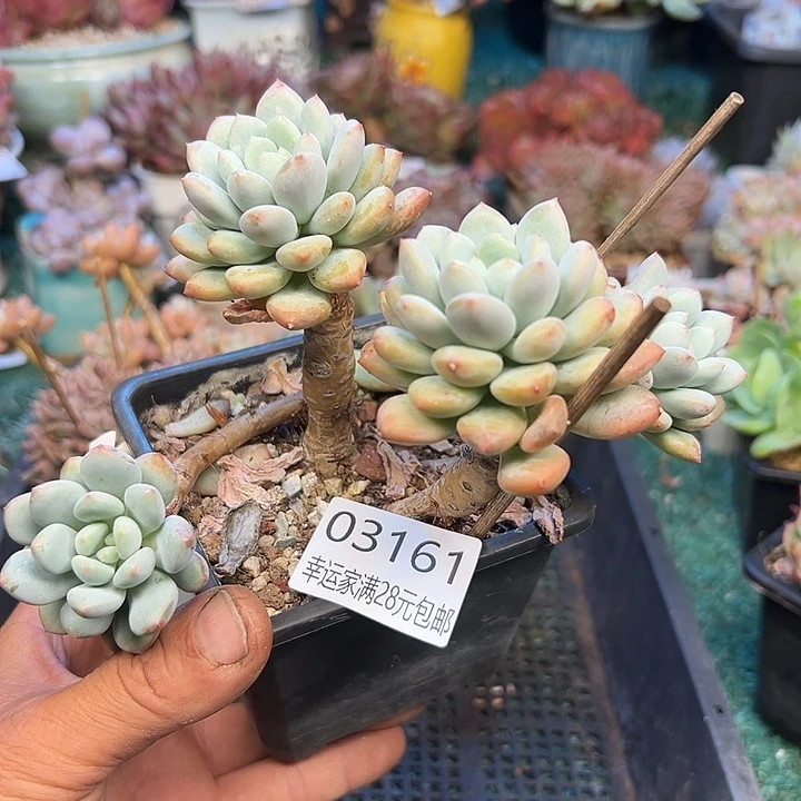 幸运的是我还没遇到过