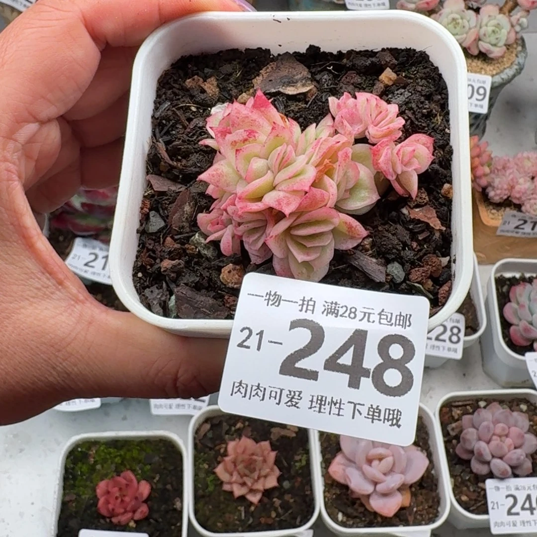 冰玫瑰无盆土发货无盆