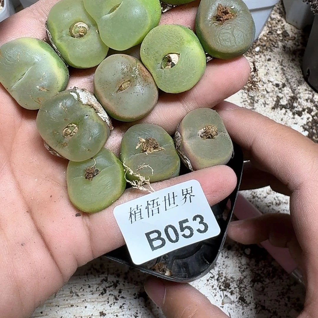 053号多肉植物哇c g