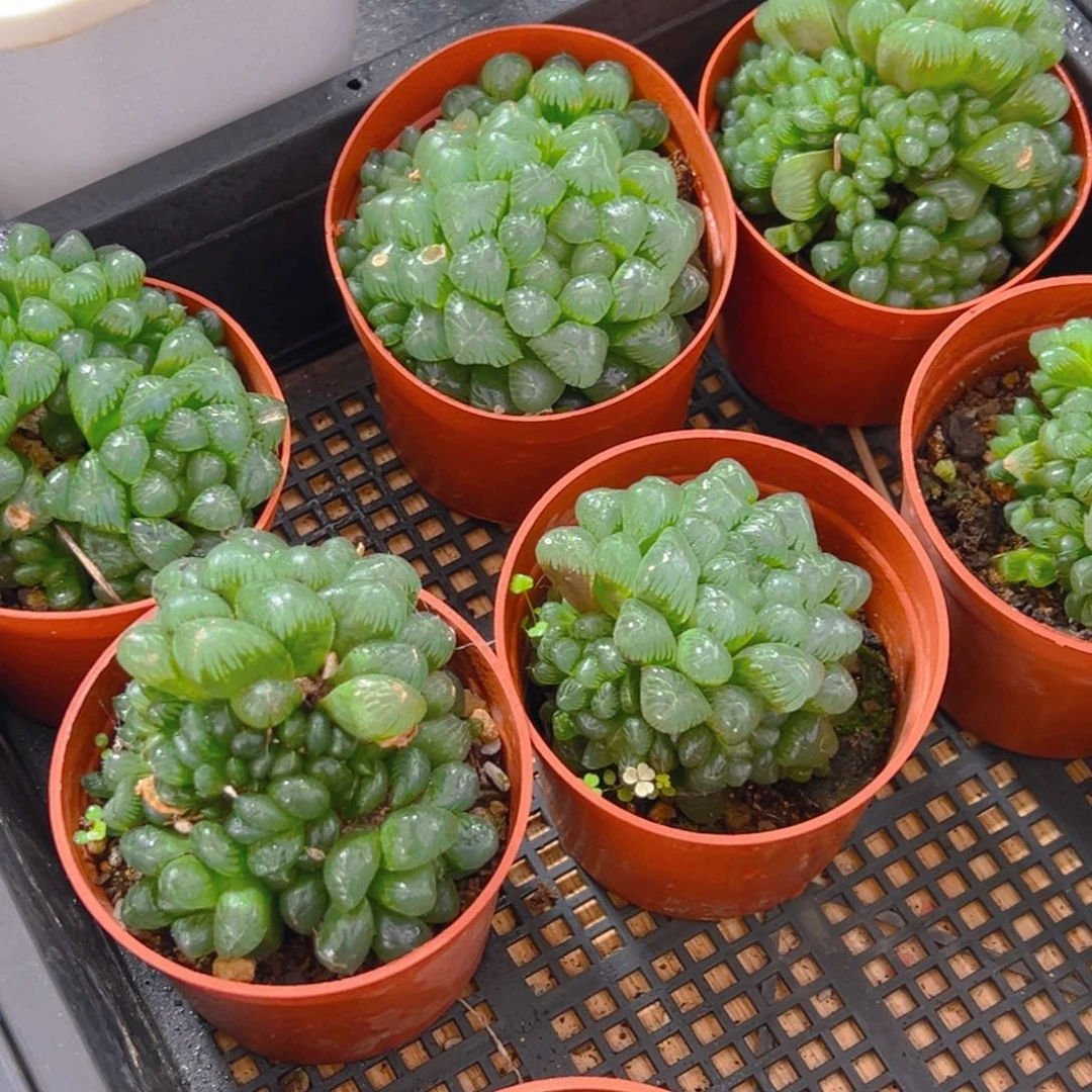 红盆孙氏玉露多肉多肉一颗