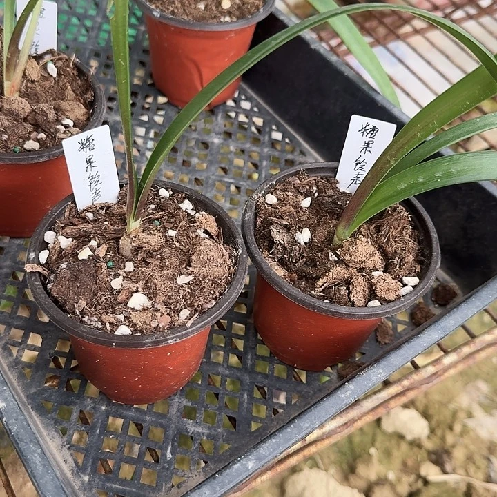 糖果铃声朱顶红一棵1+