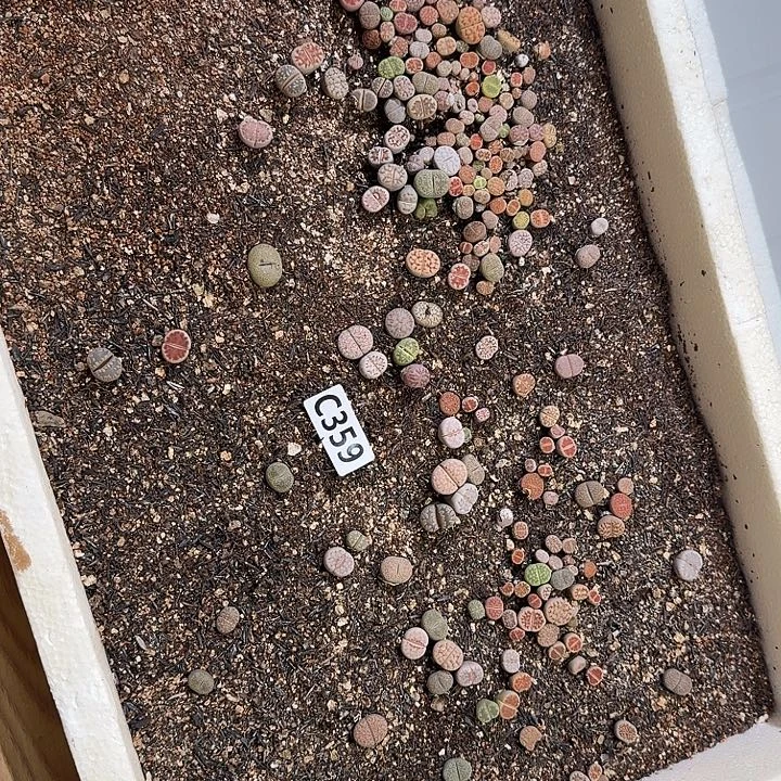 生359石花整框脱土发货不售后