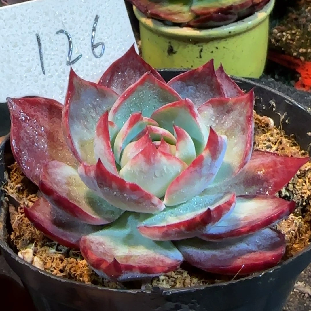 小精致惊鸿一物一拍包装收缩花旱126