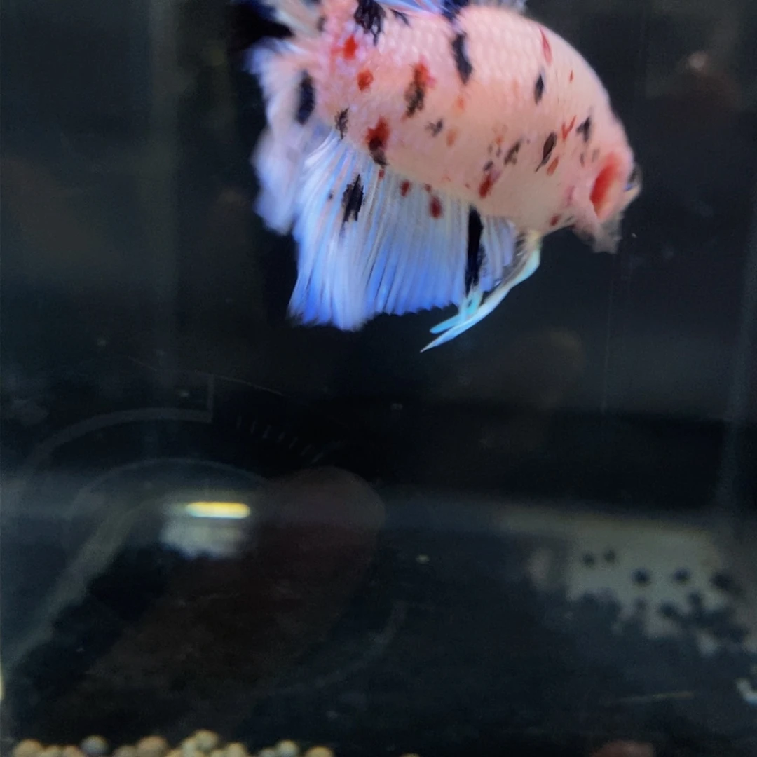 热带鱼公291巨斗