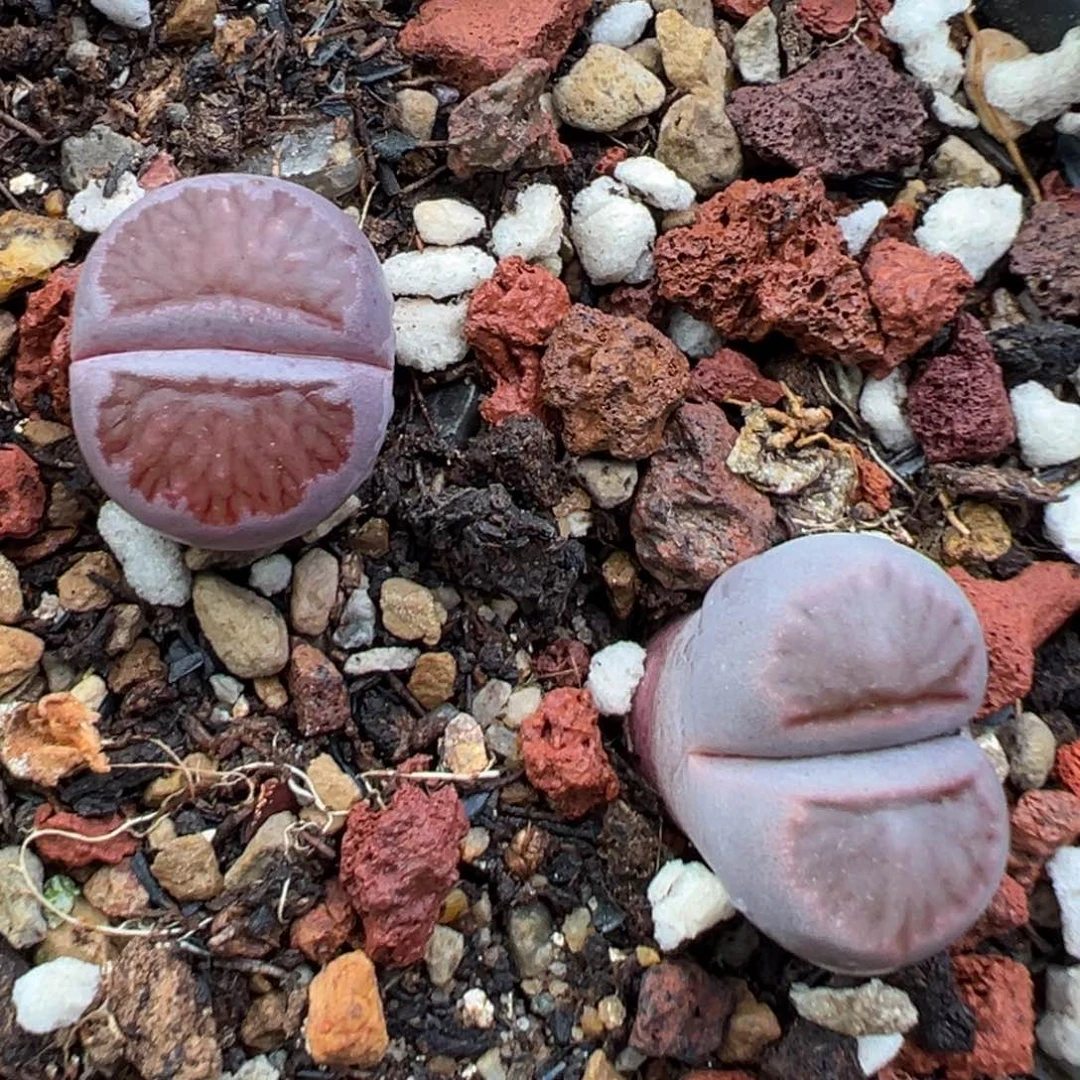 11.18好看的多肉脱土发货755