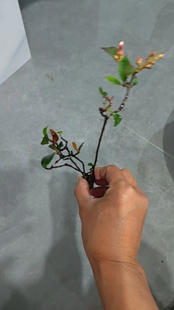 海岛春花,桅子花,石枫(一物一拍,京东包邮)